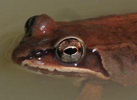 Wood Frog